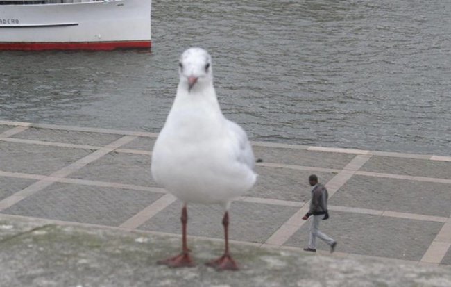 Photos You'll Have To Look Twice At giant sea gull tiny man