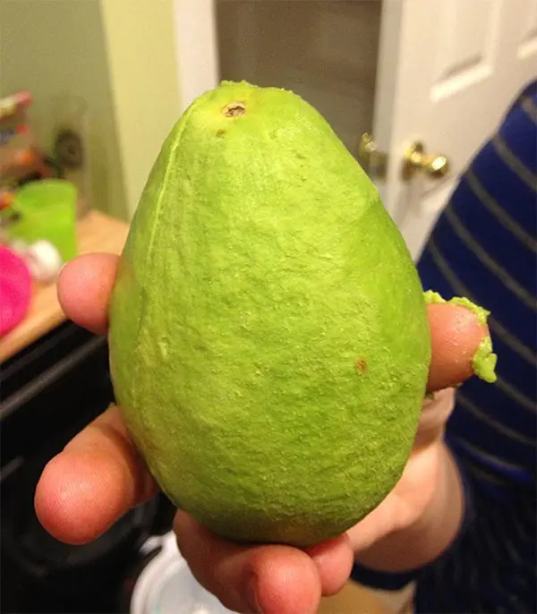 Pictures Of Peeled Fruit avocado