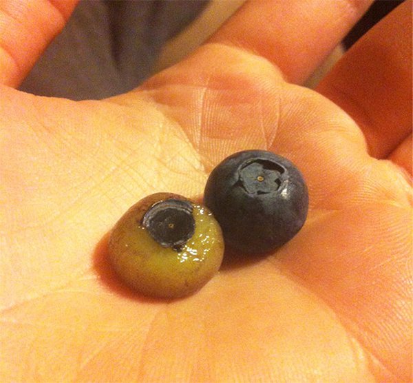 Pictures Of Peeled Fruit blueberry