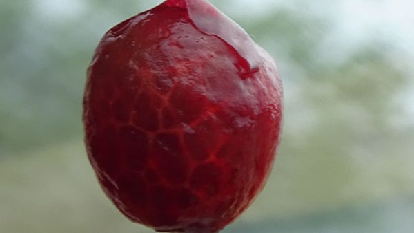 Pictures Of Peeled Fruit cherry