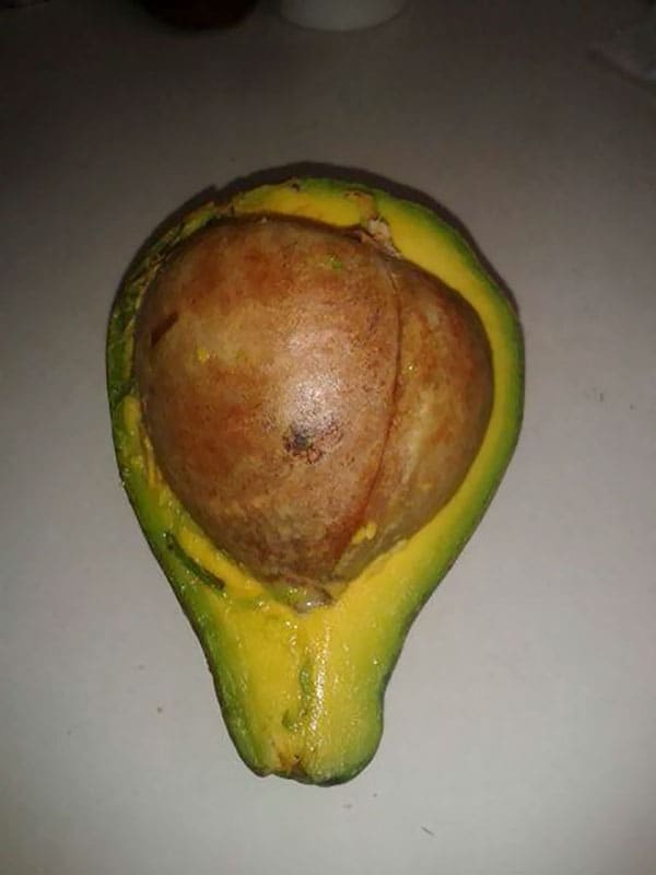 Times People Lost The Food Lottery huge avocado seed