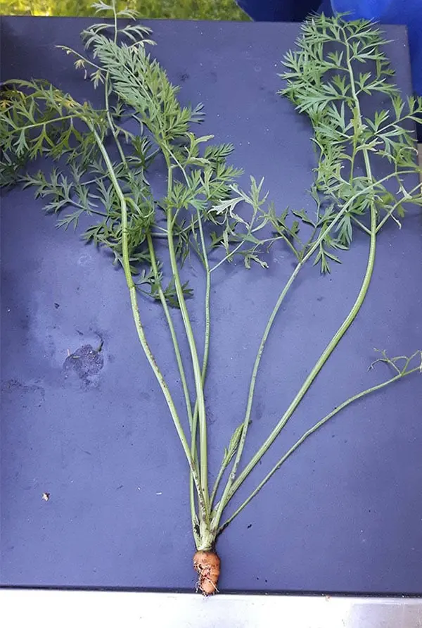 Times People Lost The Food Lottery most disappointing carrot