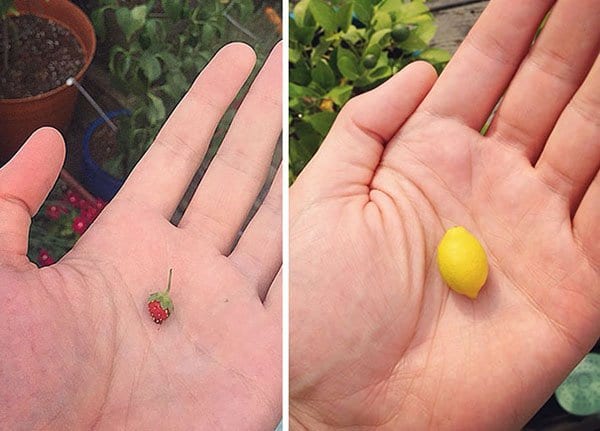 Times People Lost The Food Lottery tiny strawberry tiny lemon