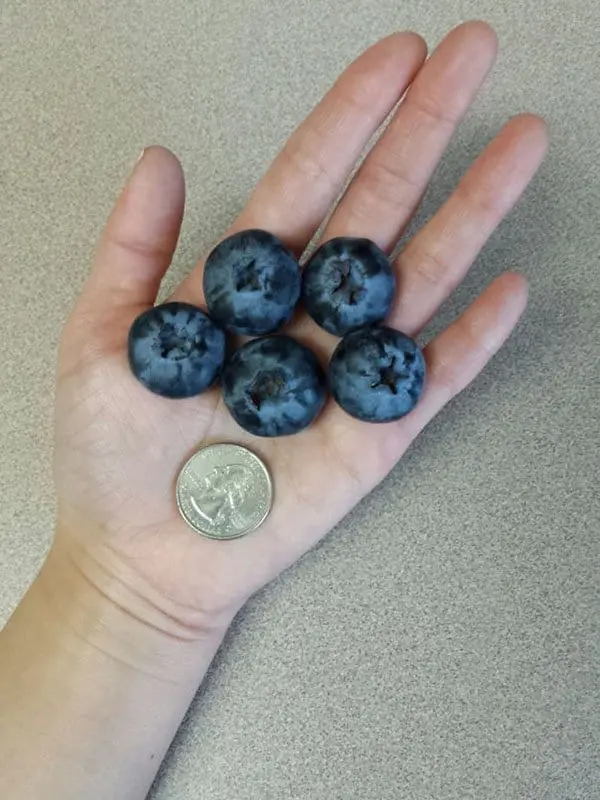 Times People Won The Food Lottery big blueberries