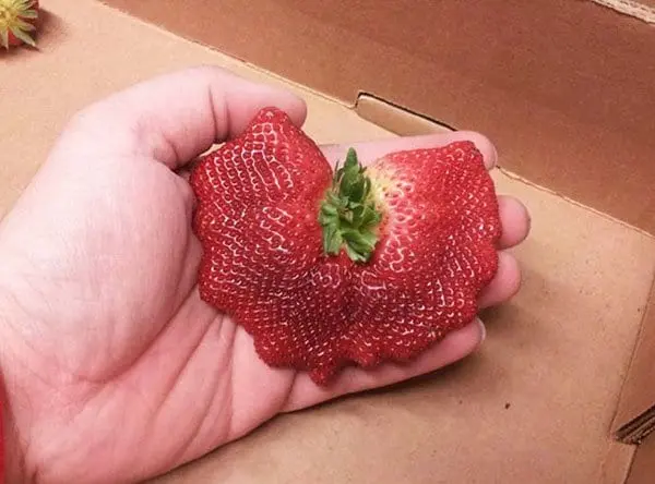 Times People Won The Food Lottery multiple strawberries in one