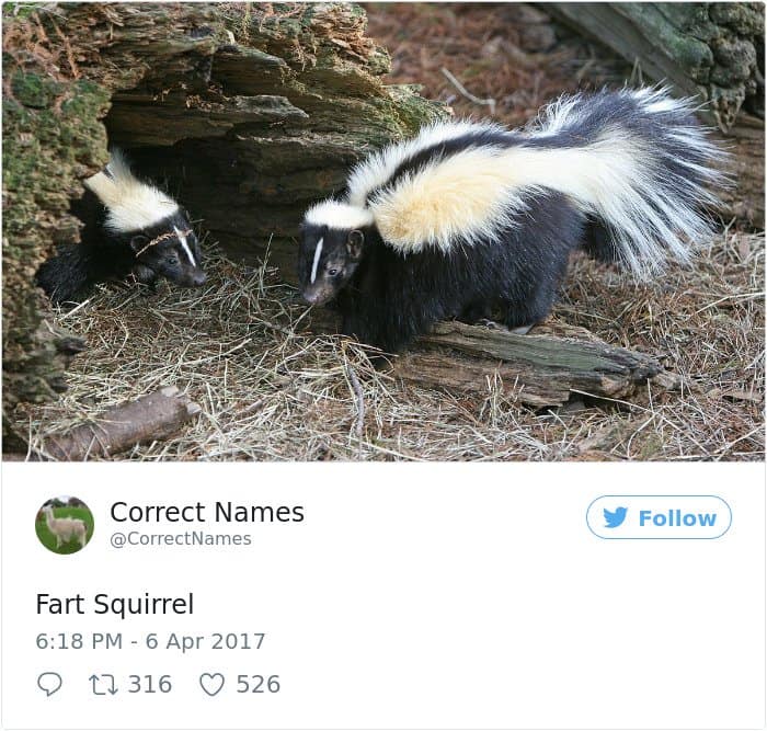 Twitter Account Renames Everyday Objects fart squirrel