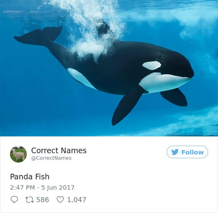Twitter Account Renames Everyday Objects panda fish