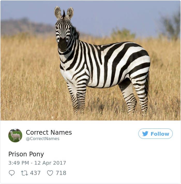 Twitter Account Renames Everyday Objects prison pony