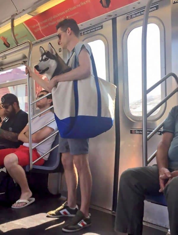 Weirdest People Ever Spotted On The Subway dog in bag