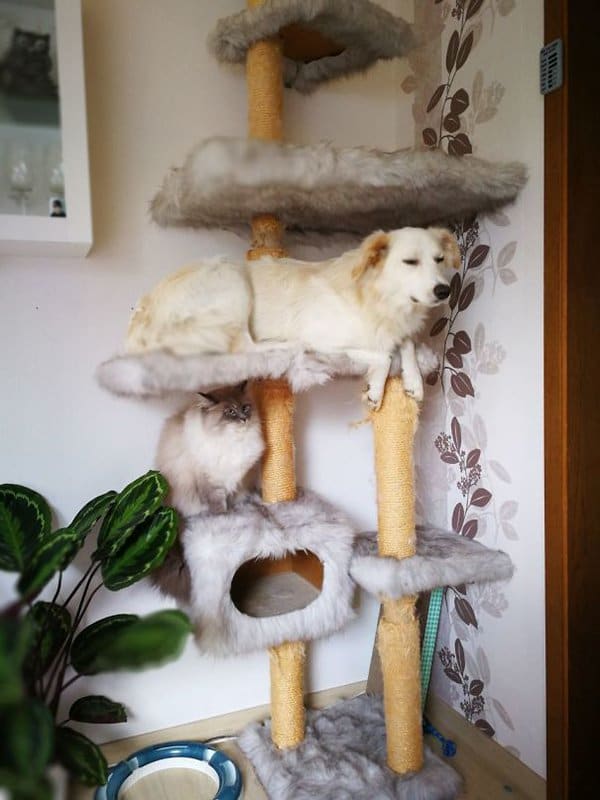 Dogs Who Think They Are Cats dog chilling on cat jungle