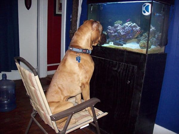 Dogs Who Think They Are Cats dog fish watching