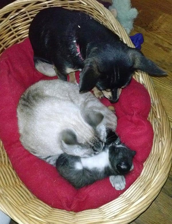 Dogs Who Think They Are Cats dog helping out with kitten