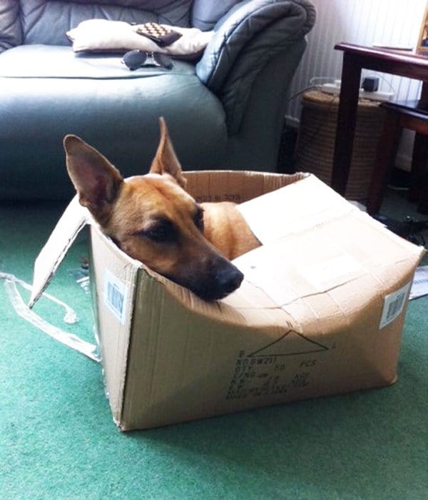 Dogs Who Think They Are Cats dog in box