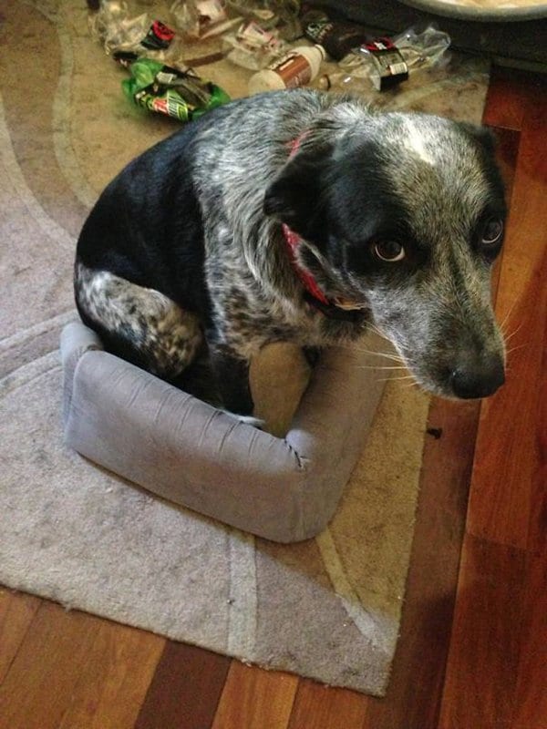 Dogs Who Think They Are Cats dog in cat bed
