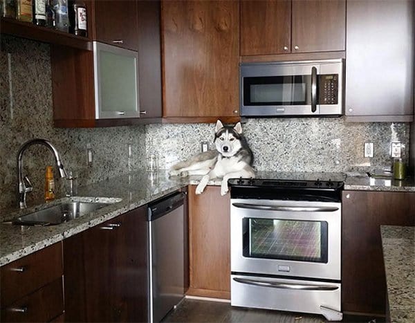 Dogs Who Think They Are Cats dog on kitchen surface