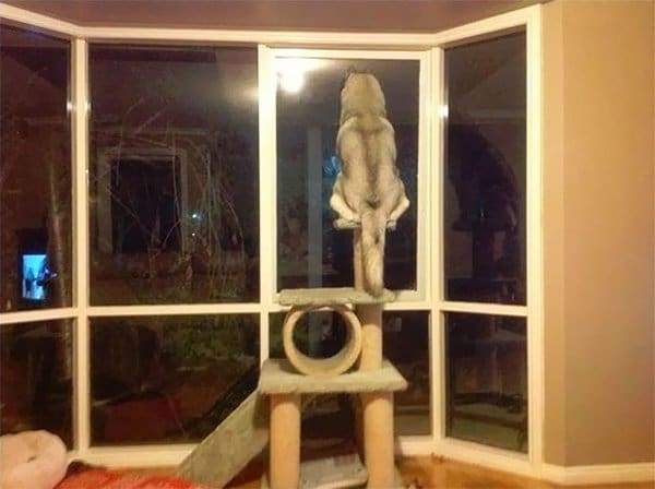 Dogs Who Think They Are Cats dog sitting on cat climber