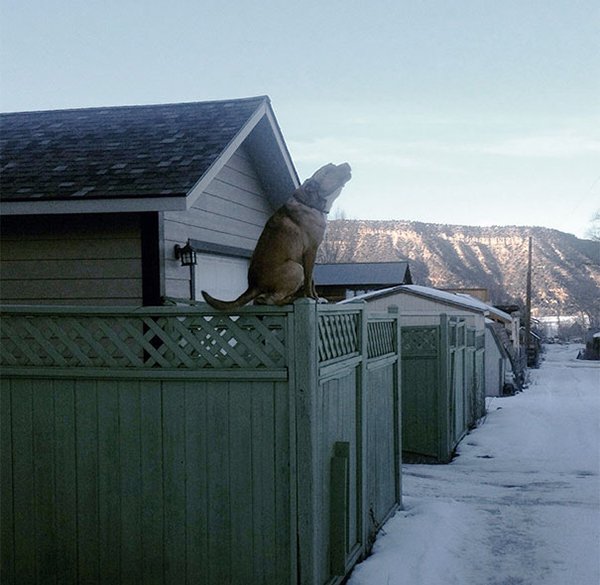 Dogs Who Think They Are Cats dog sitting on fence