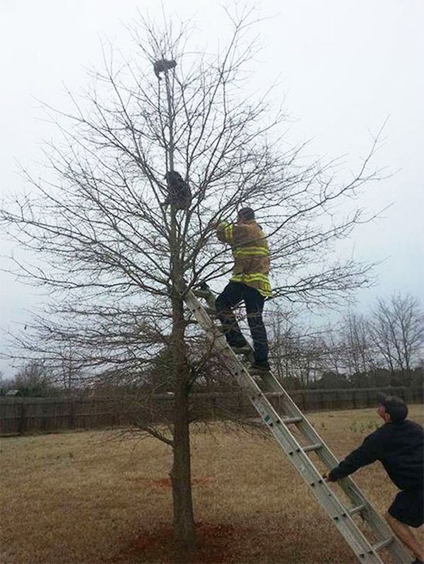 Dogs Who Think They Are Cats dog up a tree