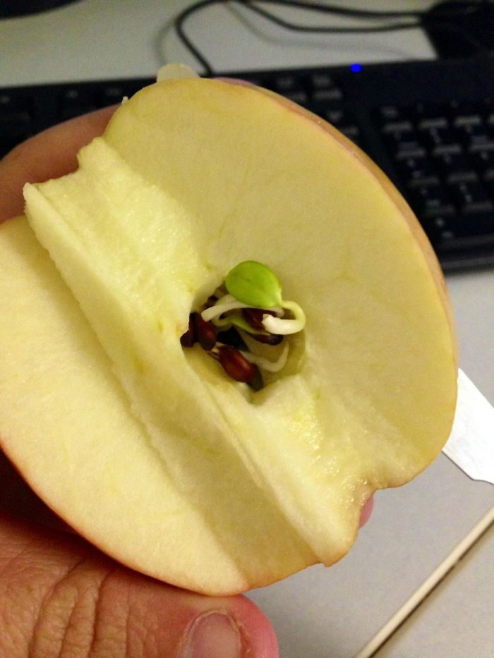 Fruit And Vegetables Start Sprouting Early apple