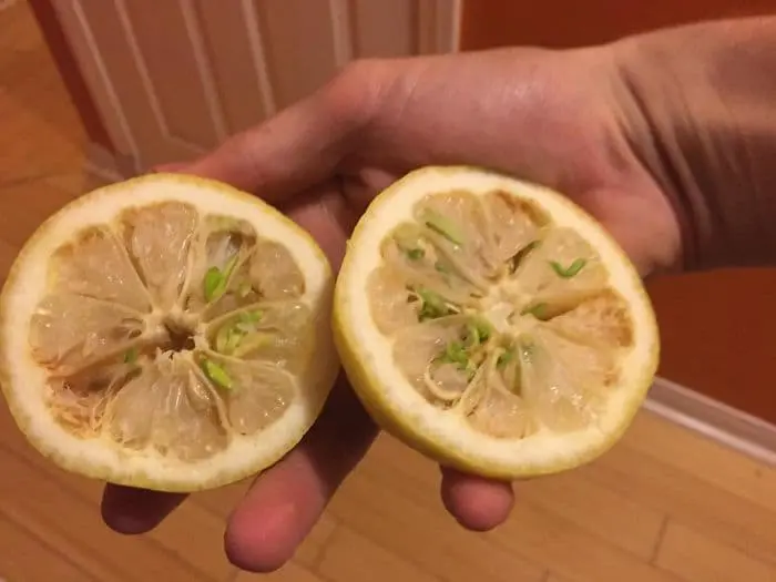 Fruit And Vegetables Start Sprouting Early lemon