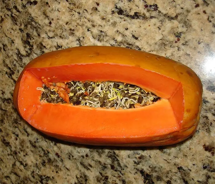 Fruit And Vegetables Start Sprouting Early papaya