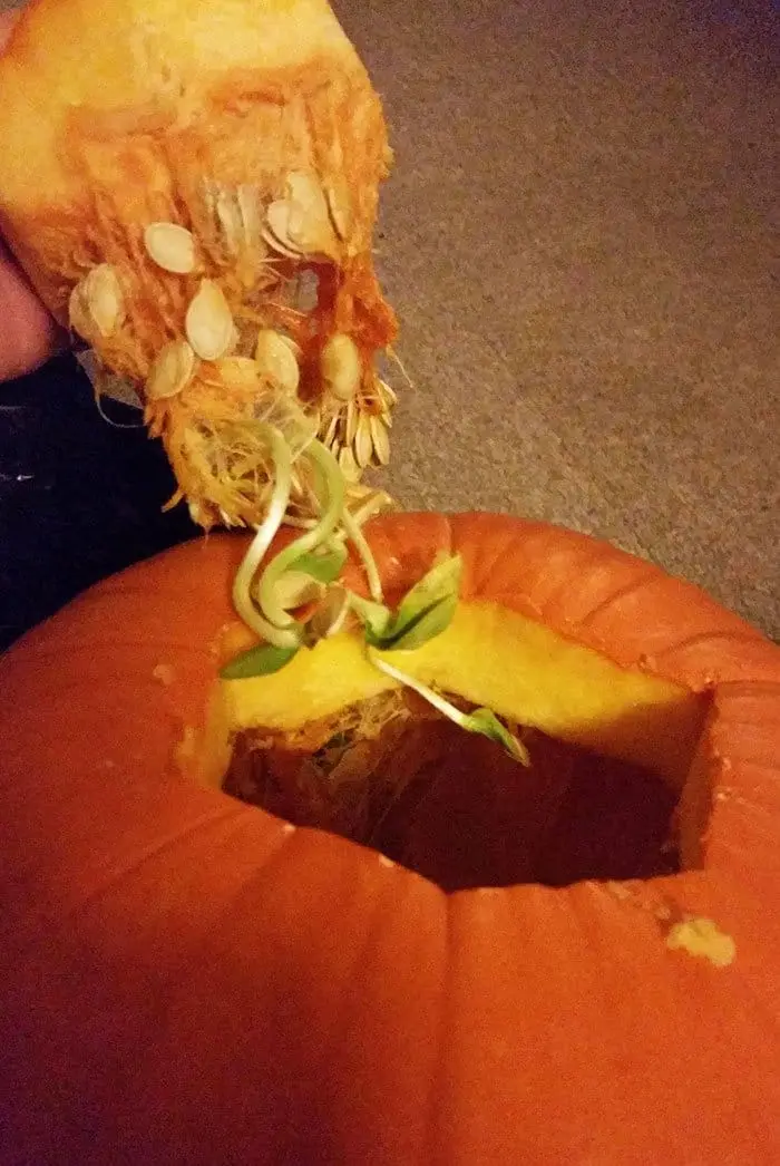 Fruit And Vegetables Start Sprouting Early pumpkin