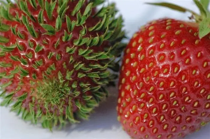 Fruit And Vegetables Start Sprouting Early strawberry