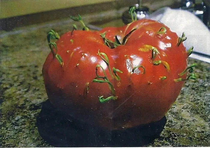 Fruit And Vegetables Start Sprouting Early tomato