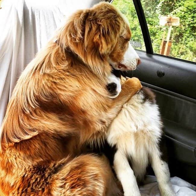 Heartwarming Photos Of Dogs vets