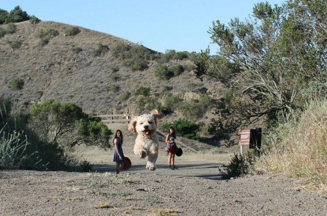 Photos That Will Make You Do A Double Take huge dog perspective