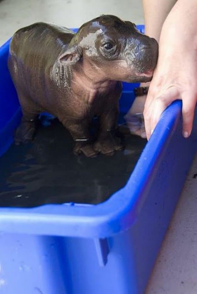 Photos That Will Make You Smile baby hippo