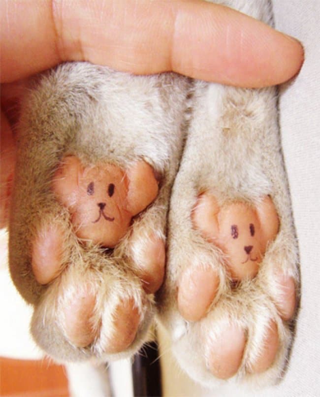 Photos That Will Make You Smile bear cat paws