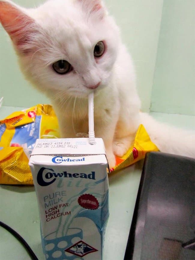 Photos That Will Make You Smile cat drinking through straw