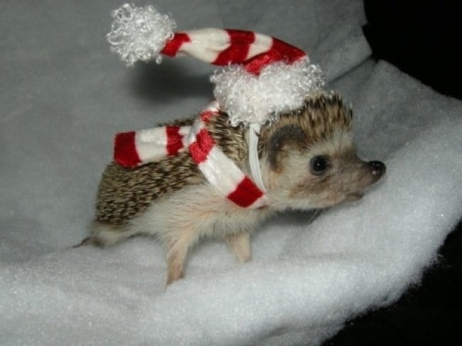 Photos That Will Make You Smile christmas hedgehog