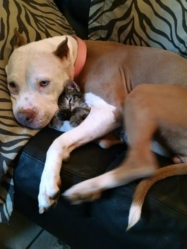 Photos That Will Make You Smile dog and kitten cuddling