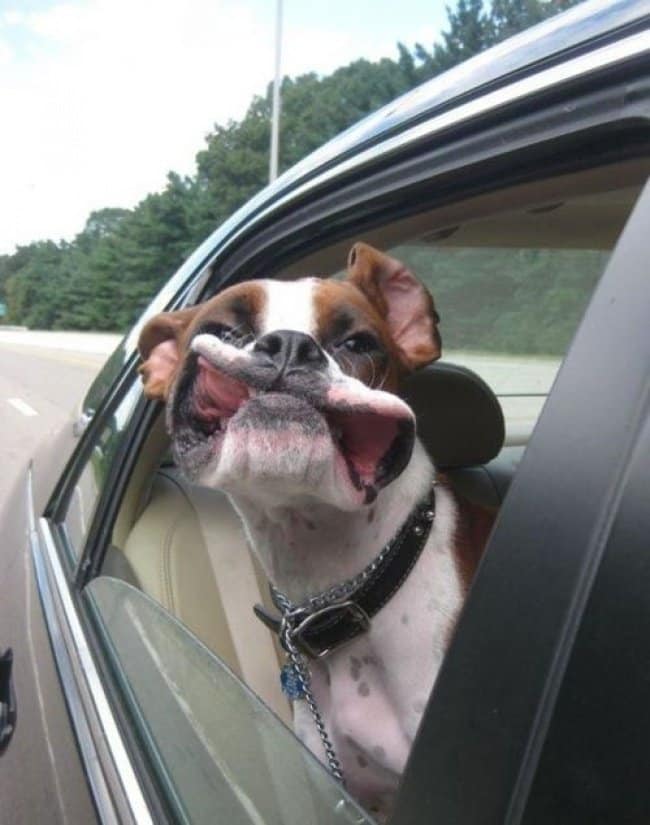 Photos That Will Make You Smile dog out window