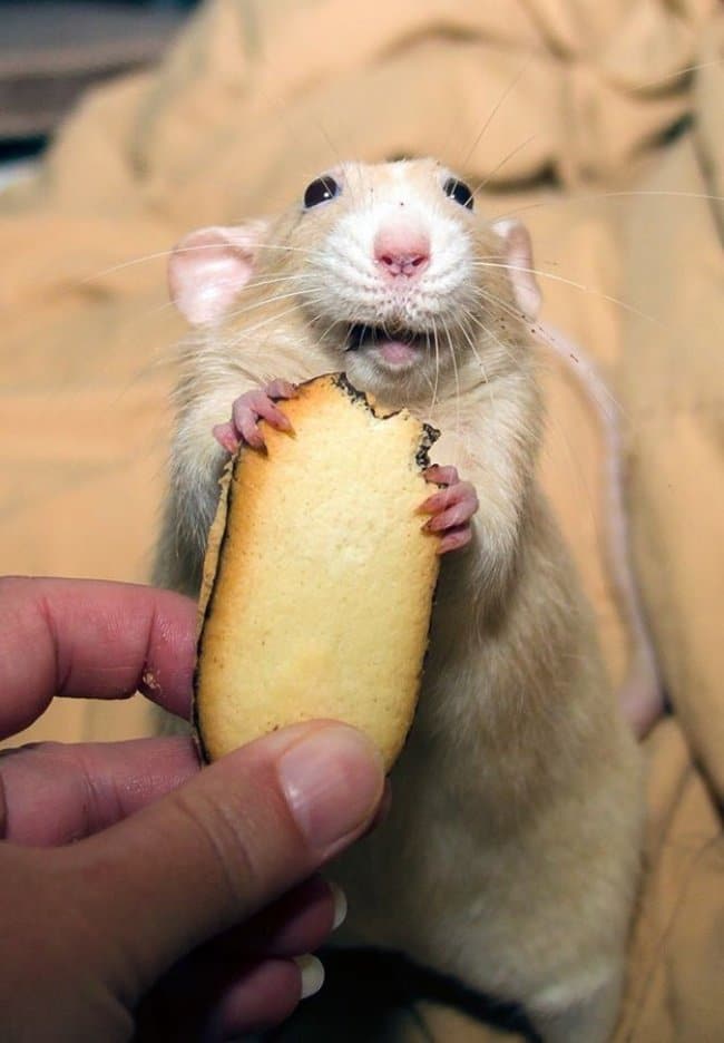 Photos That Will Make You Smile rat eating cookie