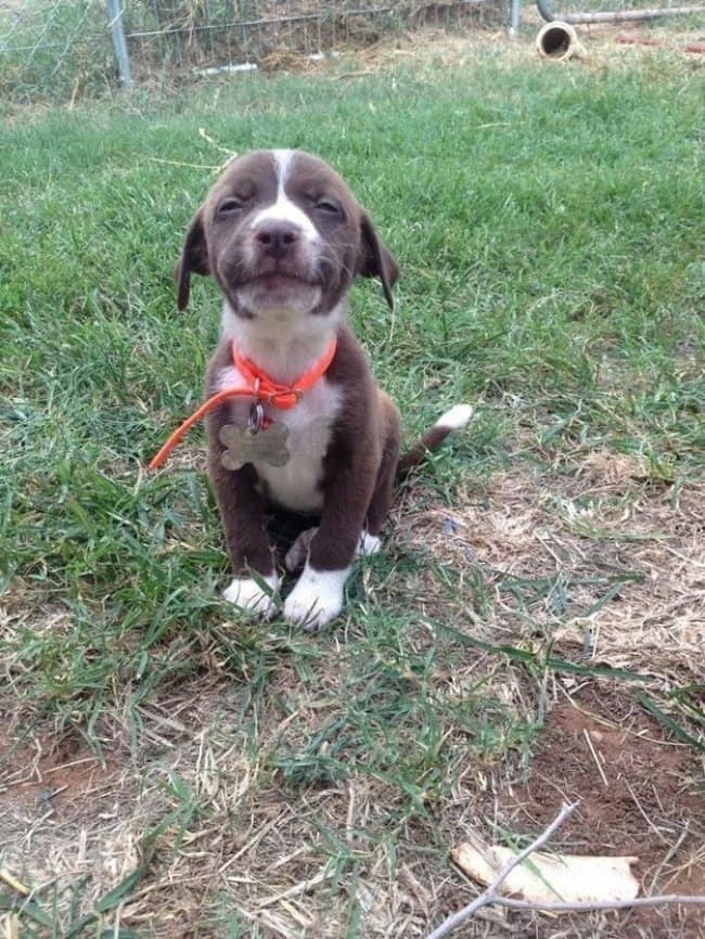 Photos That Will Make You Smile smiling puppy