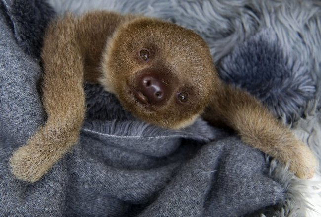 Photos That Will Make You Smile smiling sloth