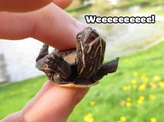 Photos That Will Make You Smile turtle weee