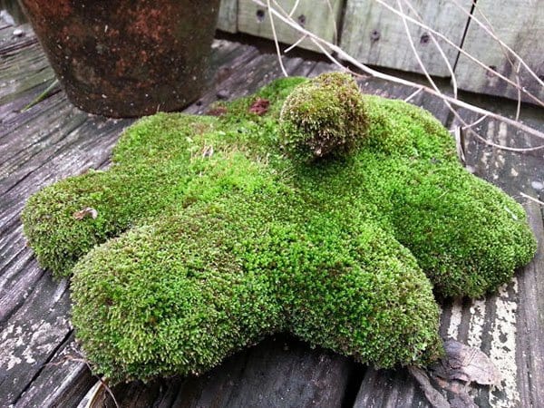 Stories Of People Finding Things dog toy memorial