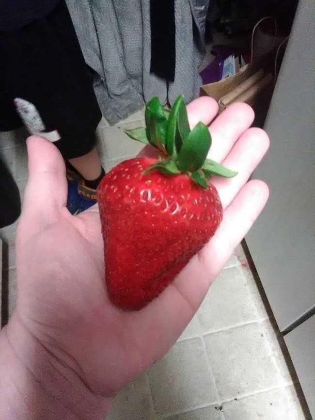 Times Lucky People Hit The Food Jackpot giant strawberry