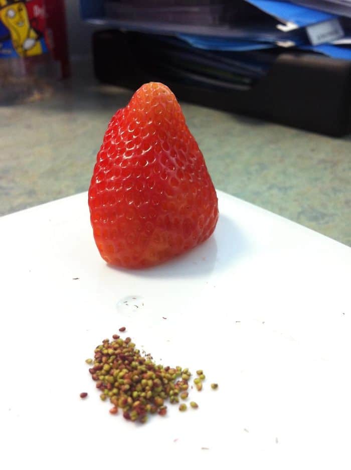 What Happens When People Get Bored At Work picked strawberry