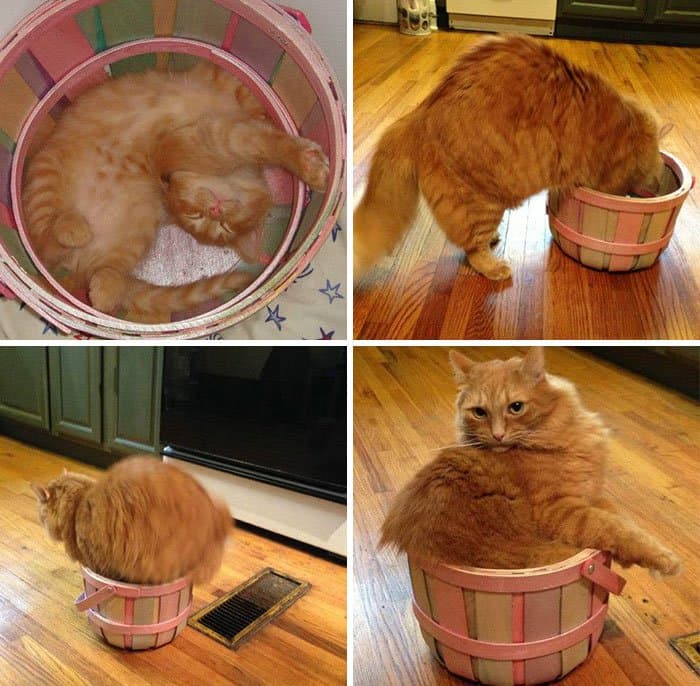 cats fitting into small places basket brought home in