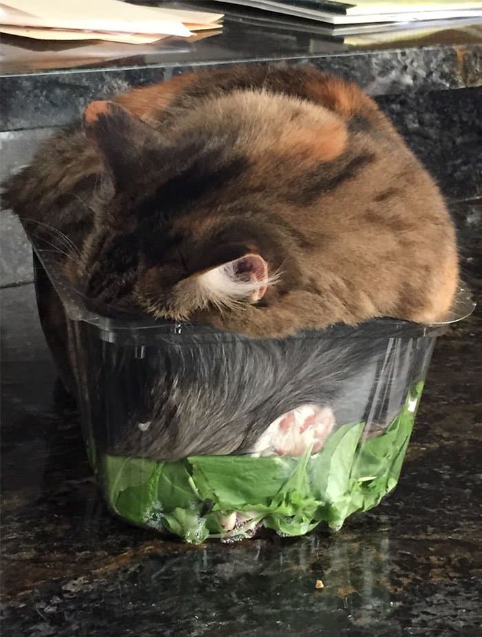 cats fitting into small places cat in salad