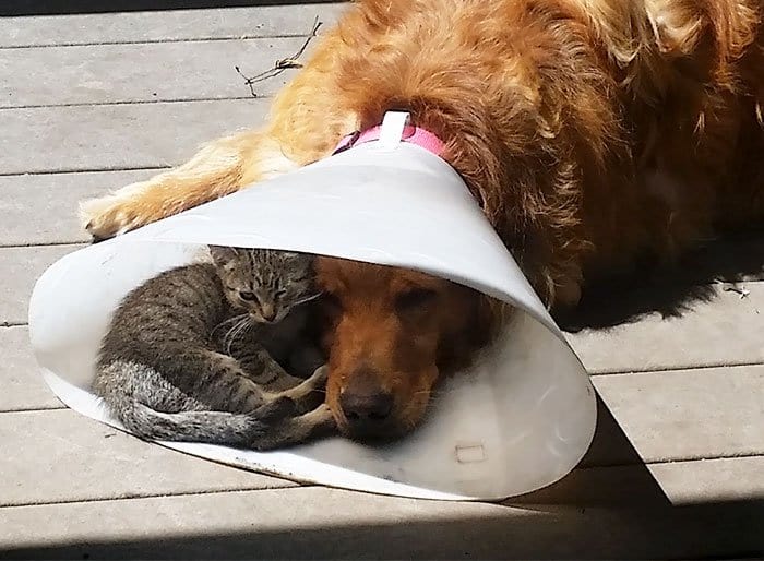 cats fitting into small places dog cone