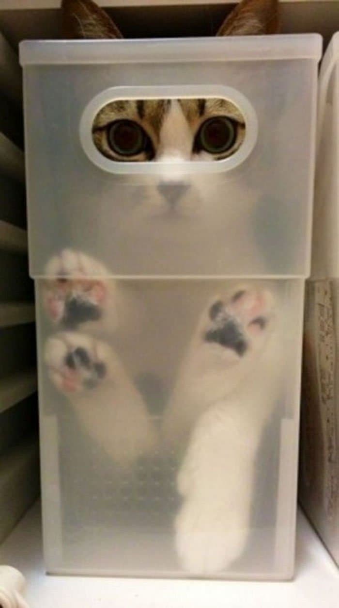 cats fitting into small places eyes