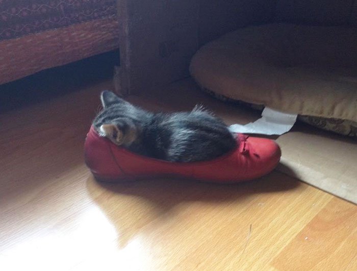 cats fitting into small places kitten in shoe