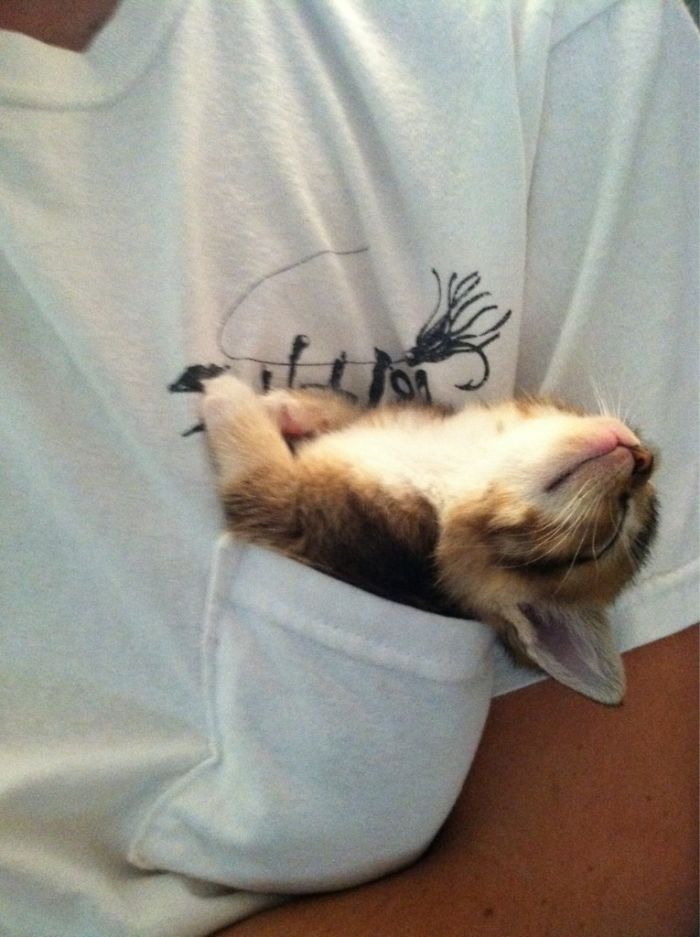 cats fitting into small places sleeping in pocket