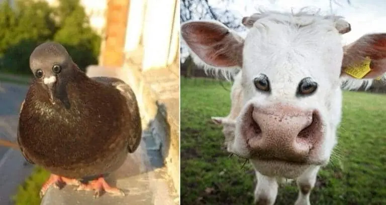 Animals With Front-Facing Eyes That Will Give You Nightmares